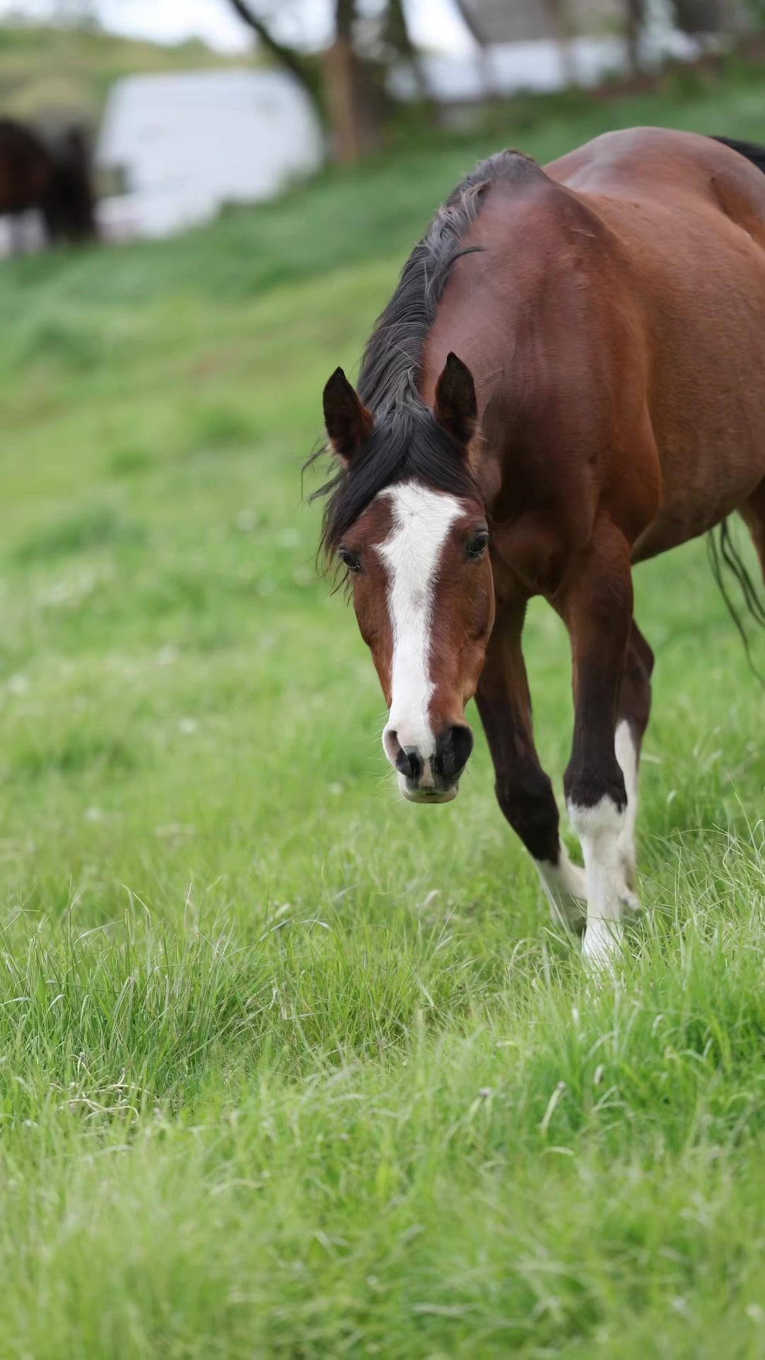 @Stacy | Equine Photography