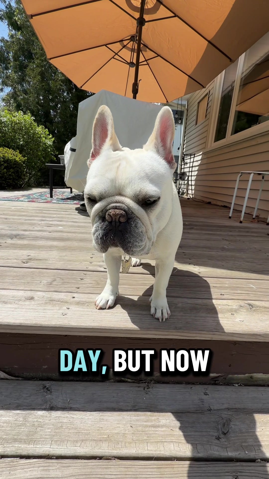 @Bagel the OG Frenchie