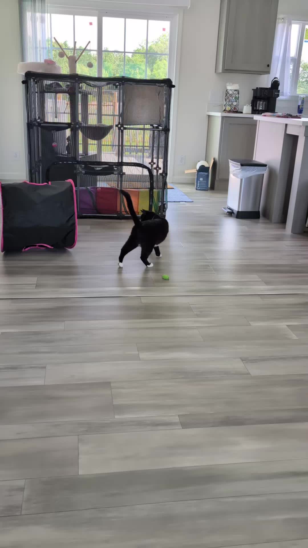 @The Ultimate Catio Life