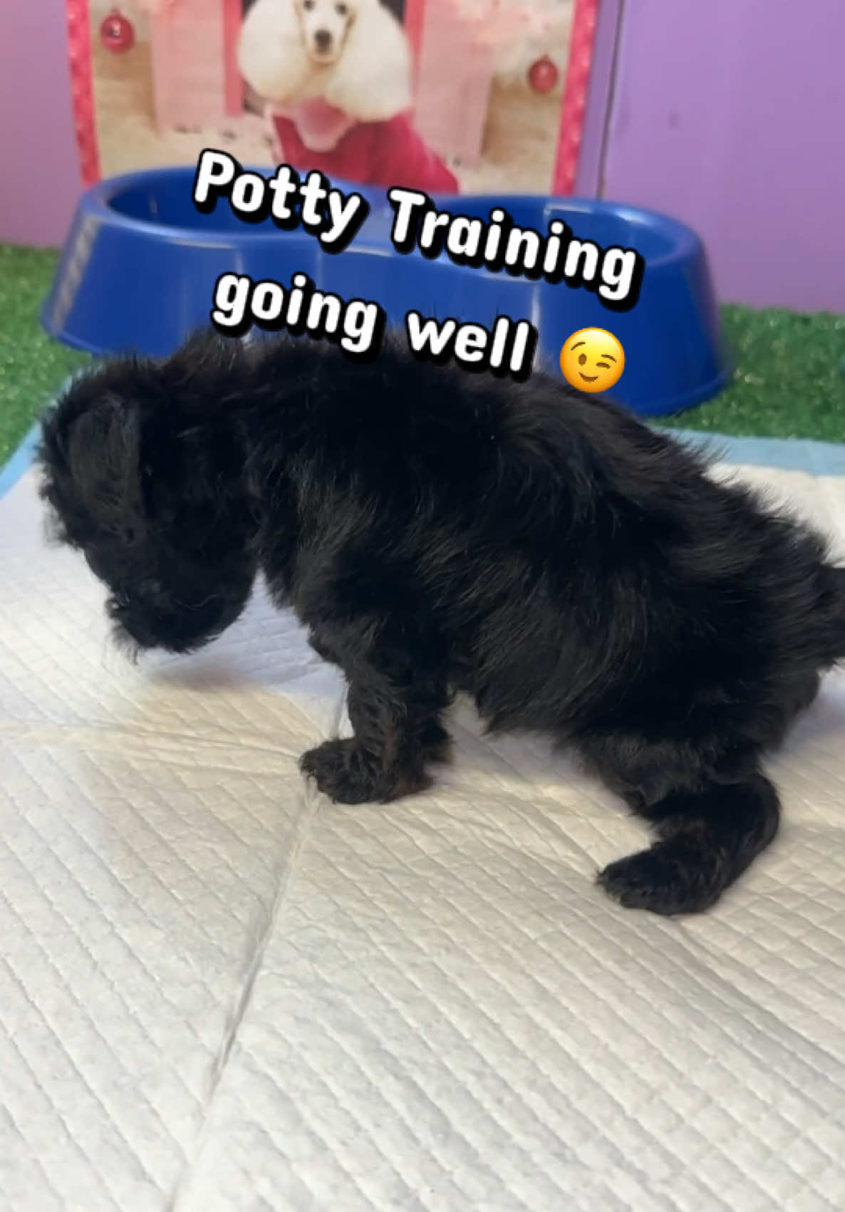 @Dog Lady
