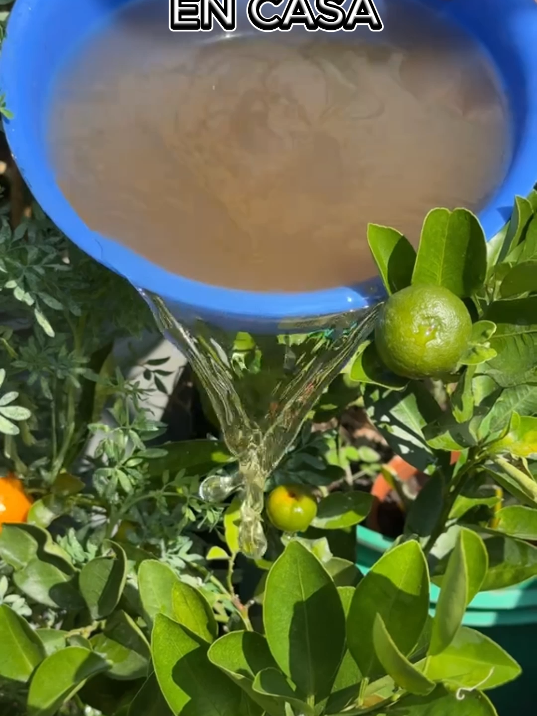 @Tu jard&iacute;n en casa