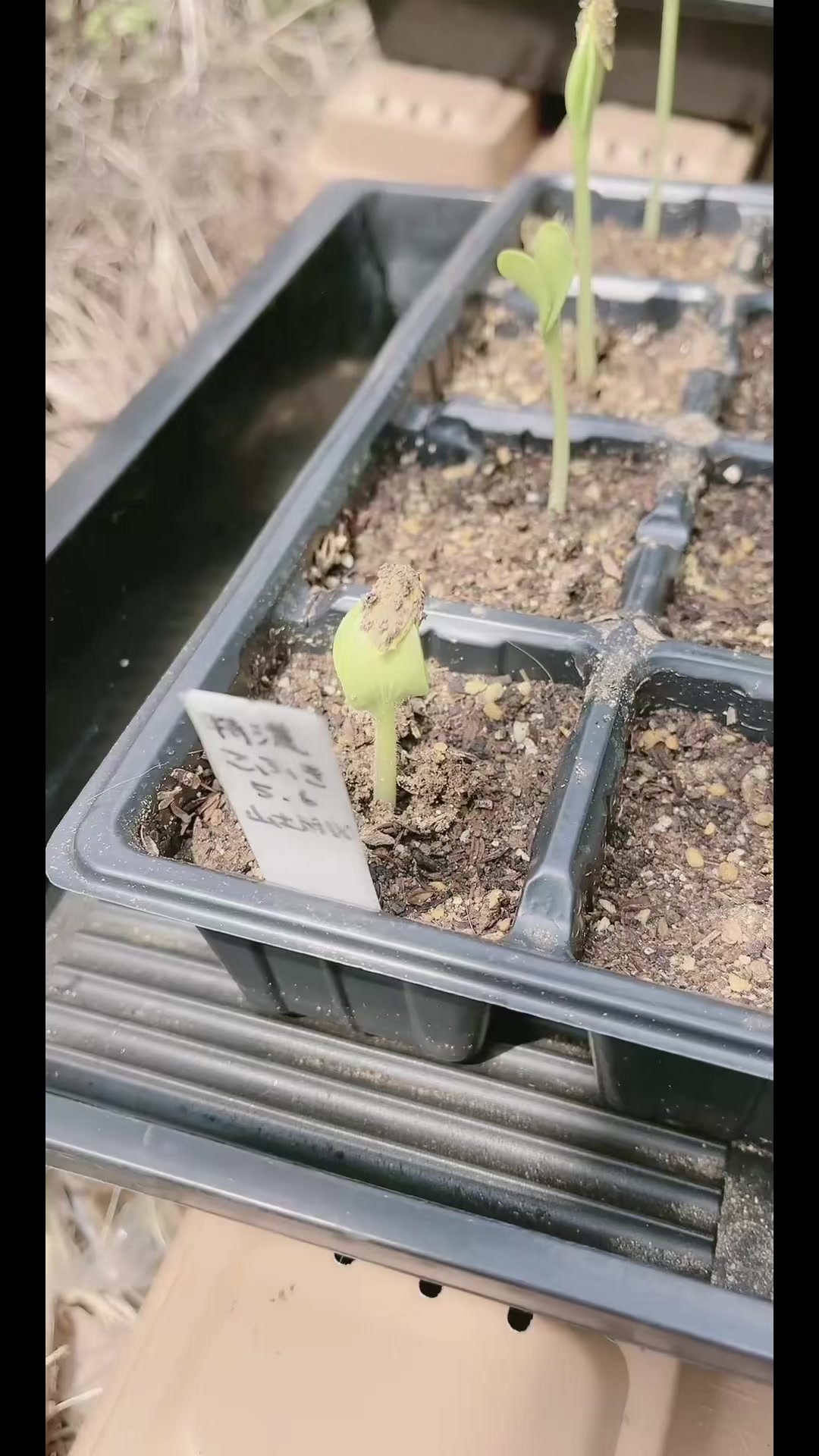 @美味しいトマトの研究所🍅🦌