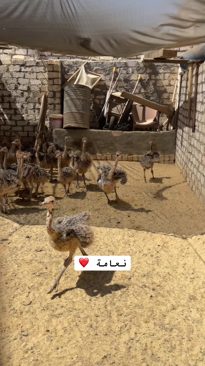 @نعامة 🦍