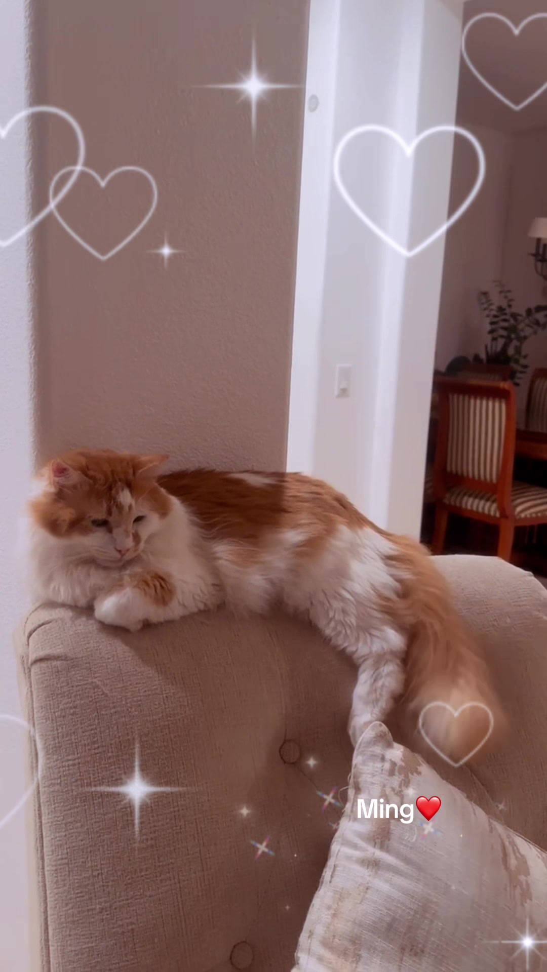 @Ming 🐈