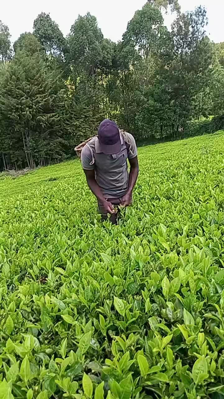 @nobert king babu