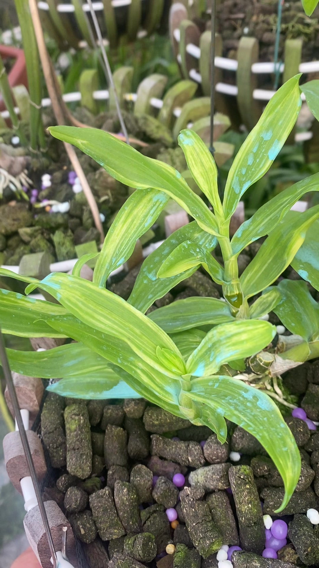@Hoa lan Phạm Ánh