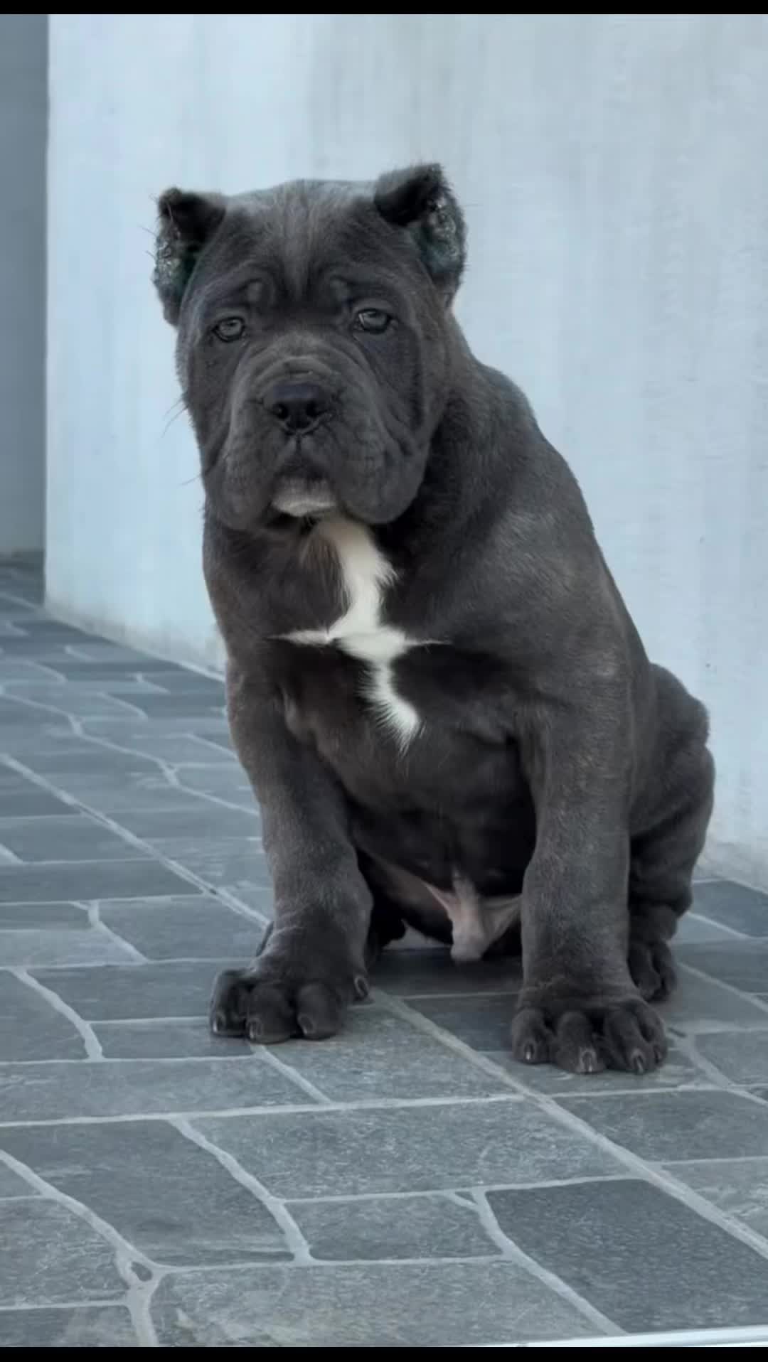 @bugattibloodlinekennels
