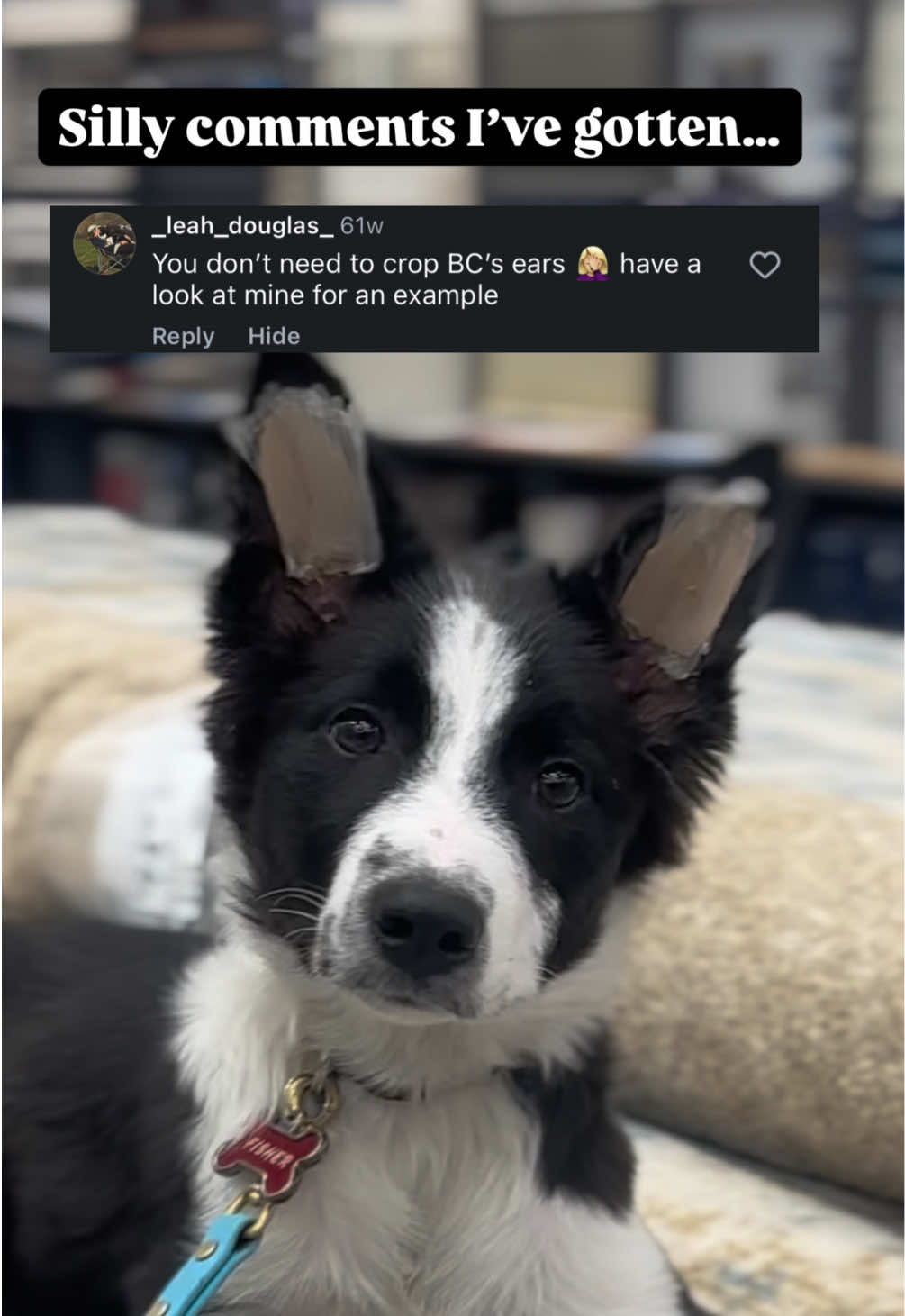@captivatingk9s