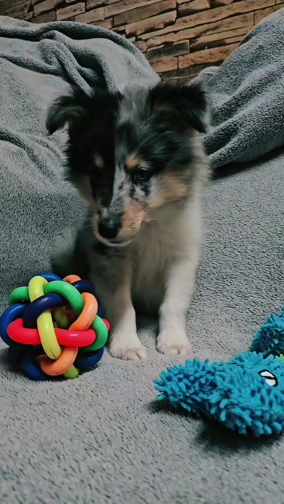 @kennel.dogs