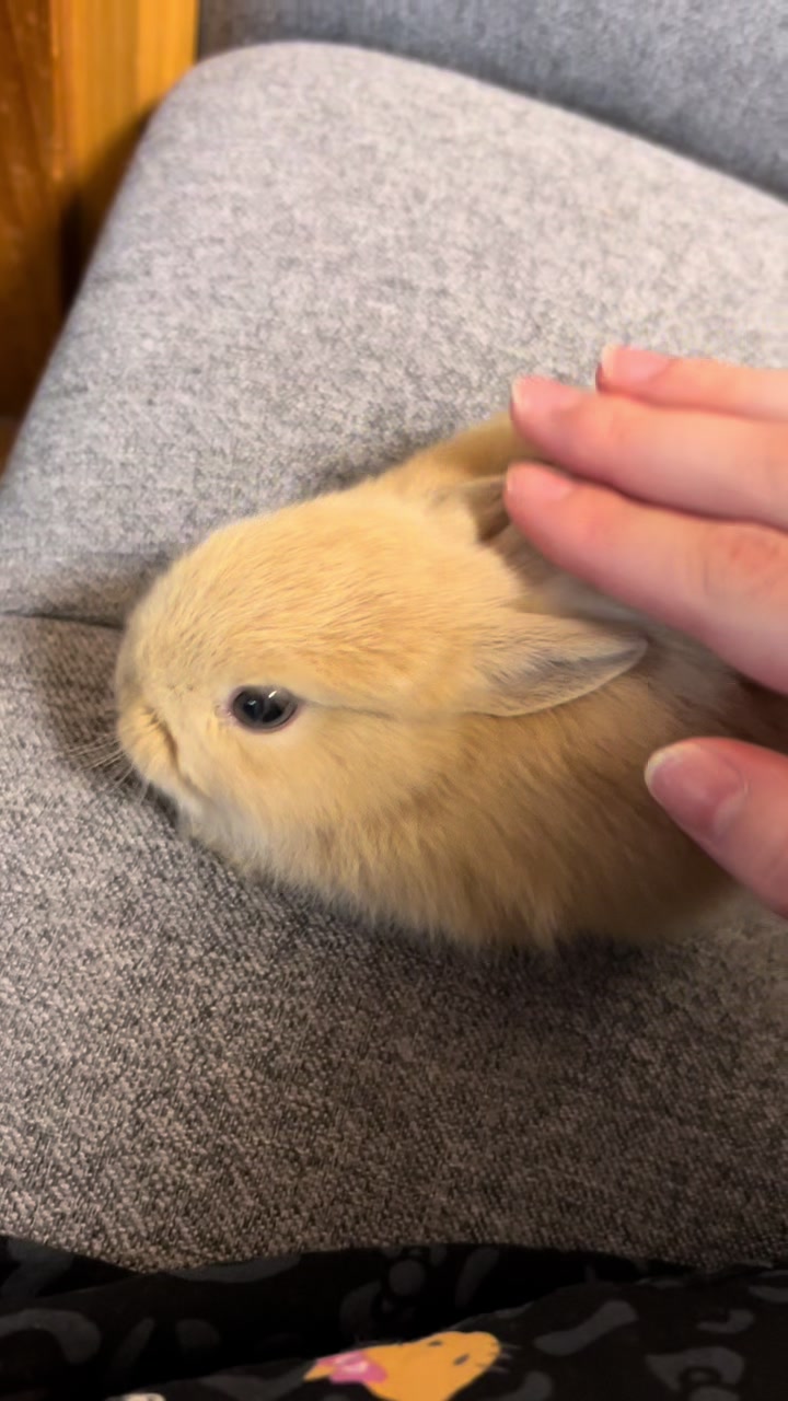 @코유ちゃんᲘ𐑼♡