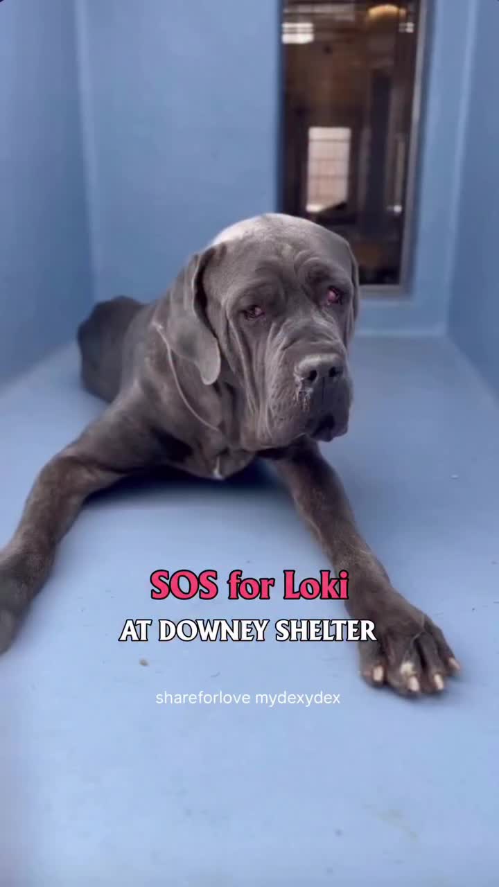 @Cane Corsos