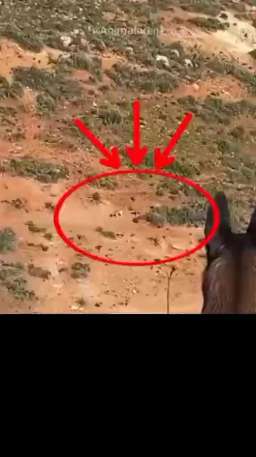 @غازي الديج