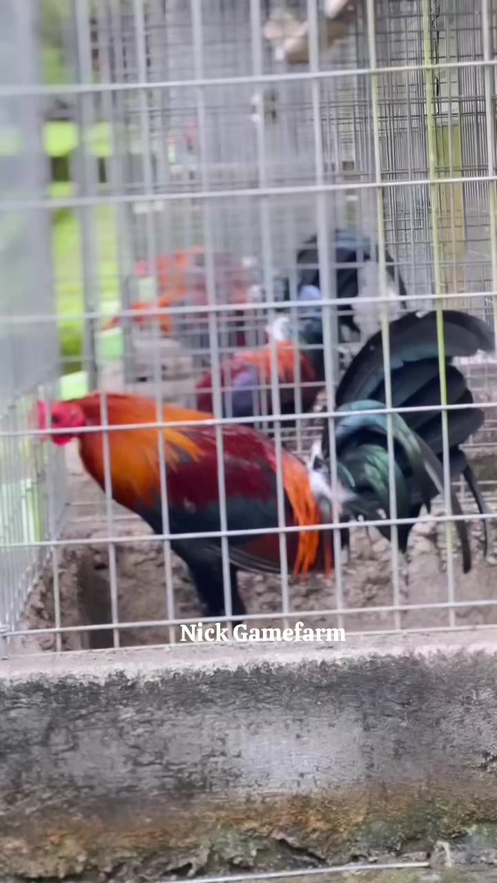 @NICK GAMEFARM