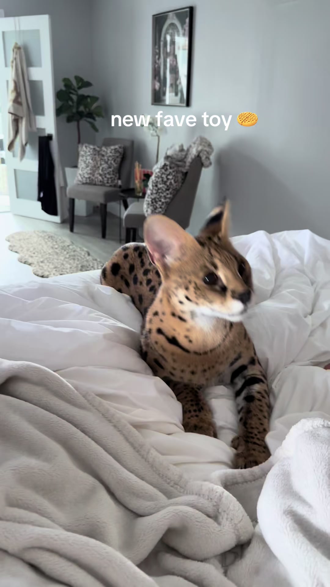 @milo the serval