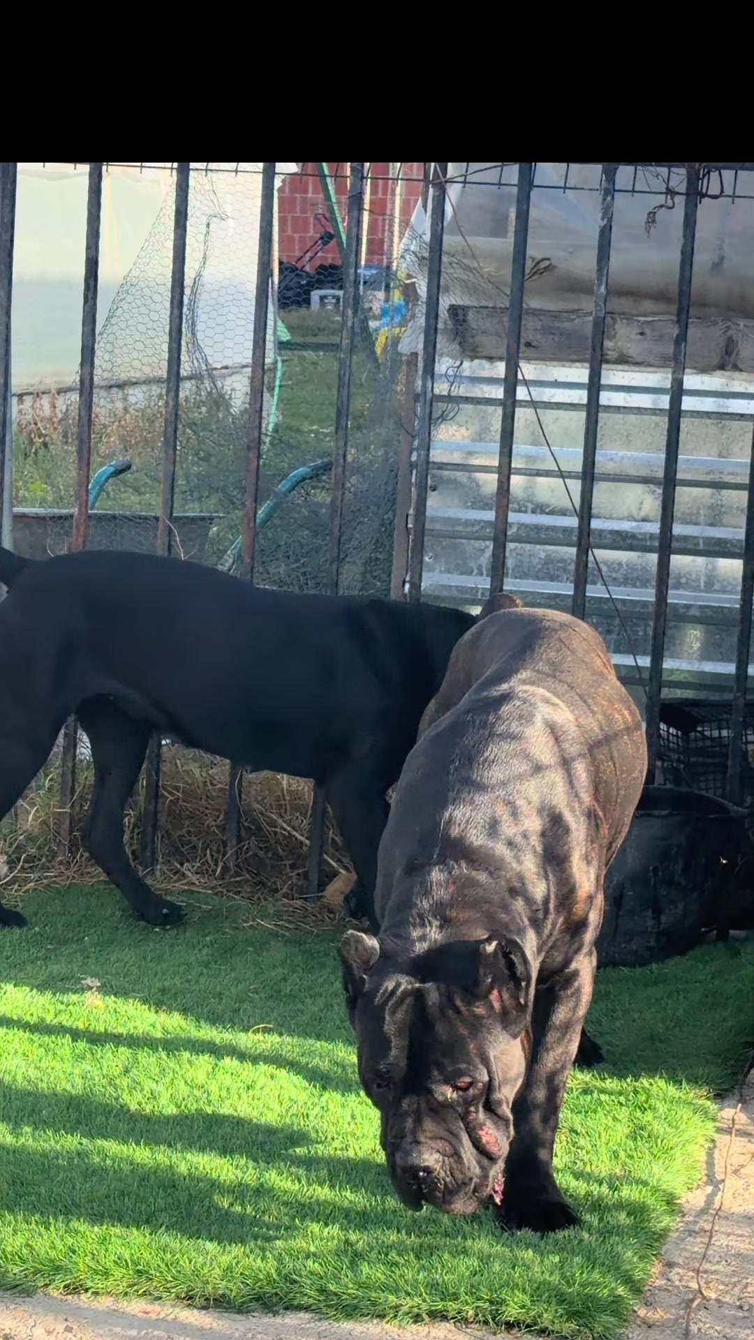 @AlbaniaCaneCorso Kennel