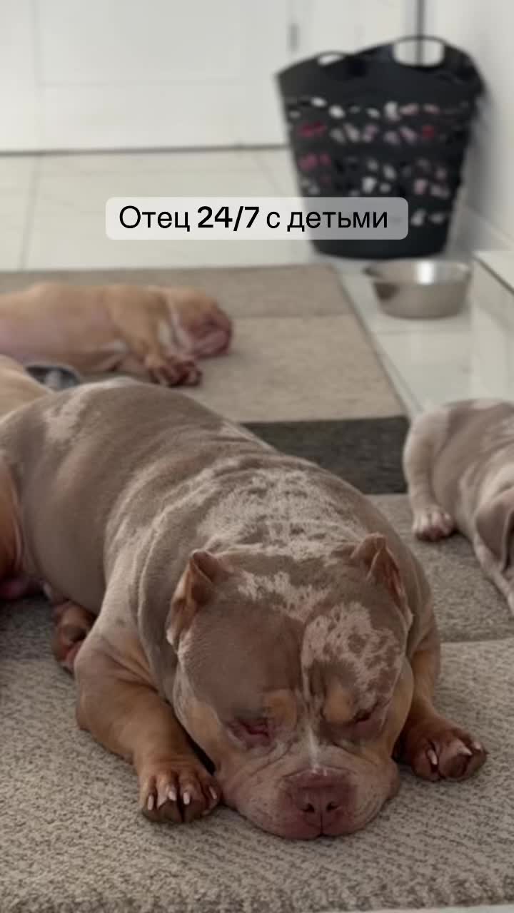 @TWO_BULLY