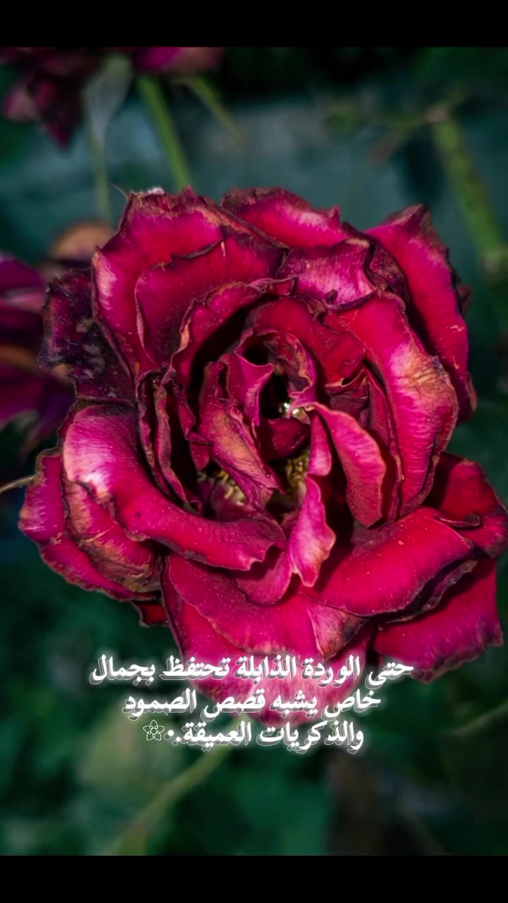 @🦋𝐑𝐎𝐒𝐄 //𐙚روُزيــــــ