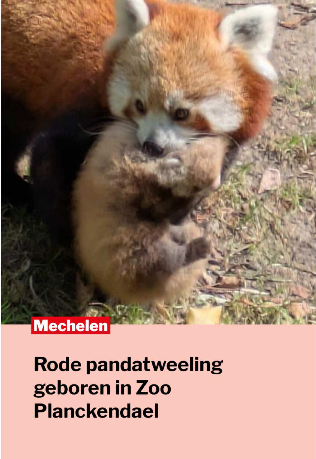 @Gazet van Antwerpen