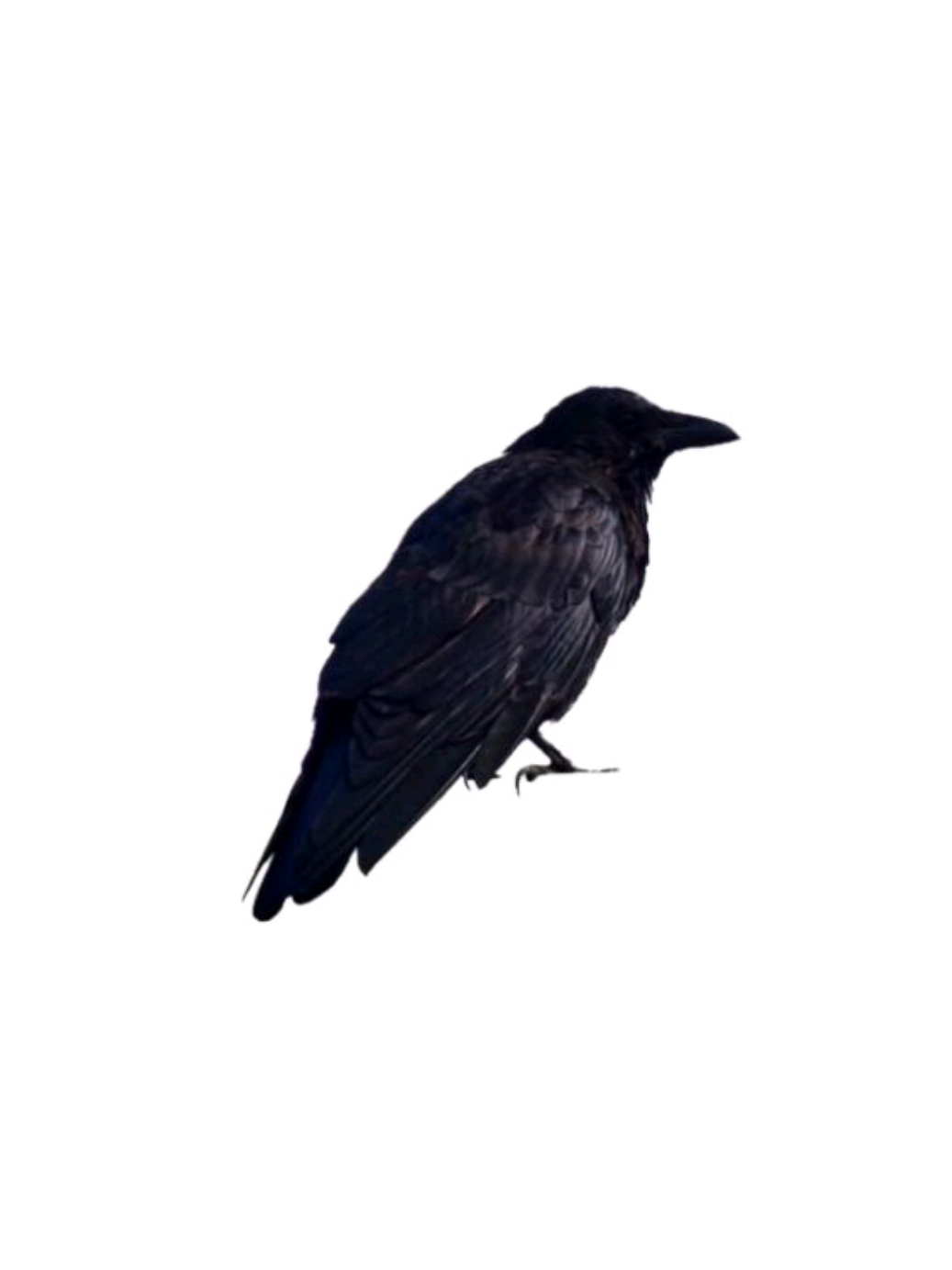 @𖹭 🩻⣴ ۫ 𝐿ꪮ︭gꪖი 𓏴 𓂃