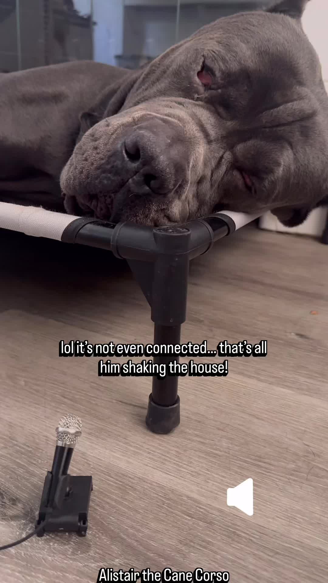 @Alistair the Cane Corso