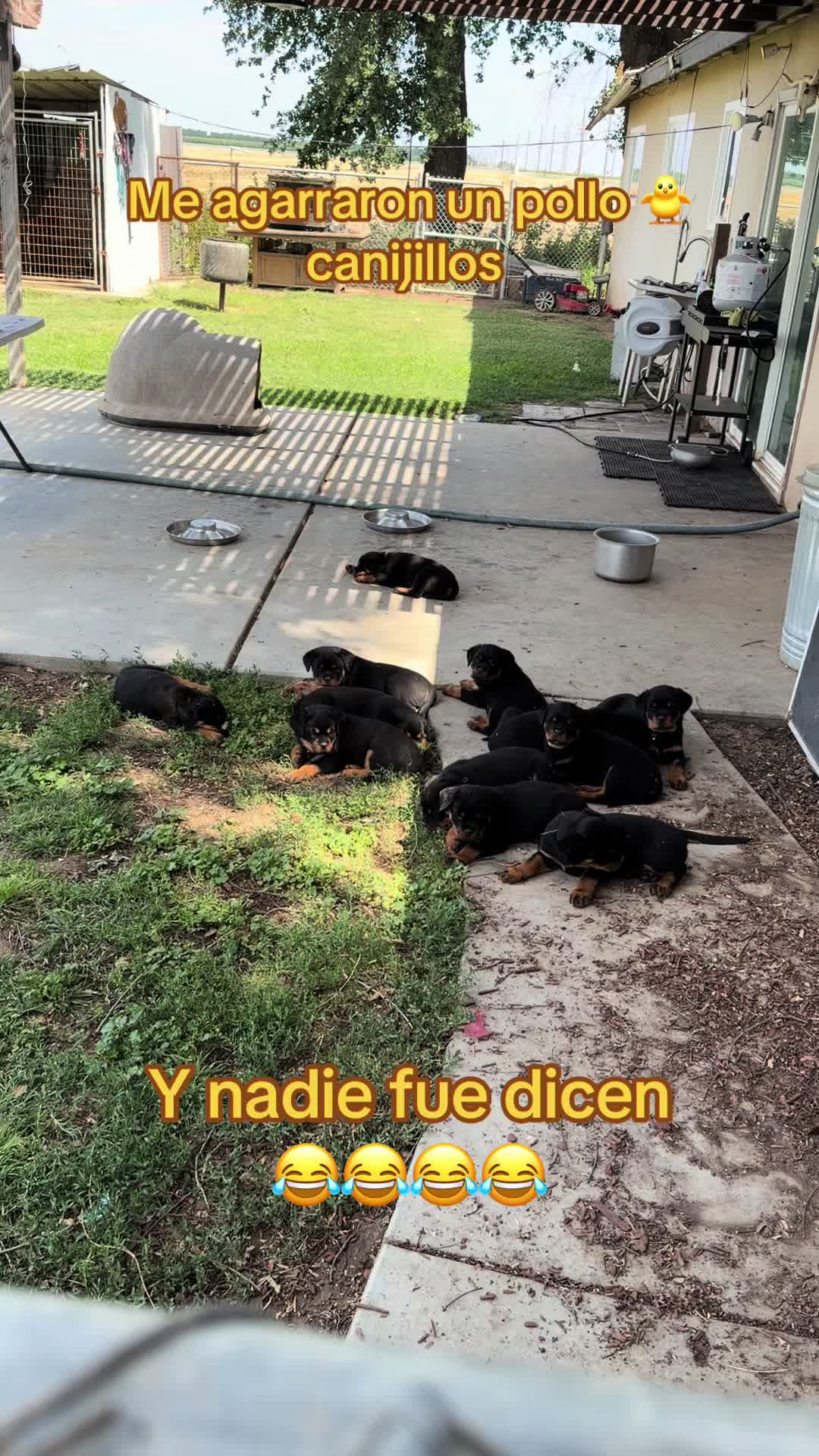 @✨VON DER MU&Ntilde;OZ ROTT&rsquo;S✨