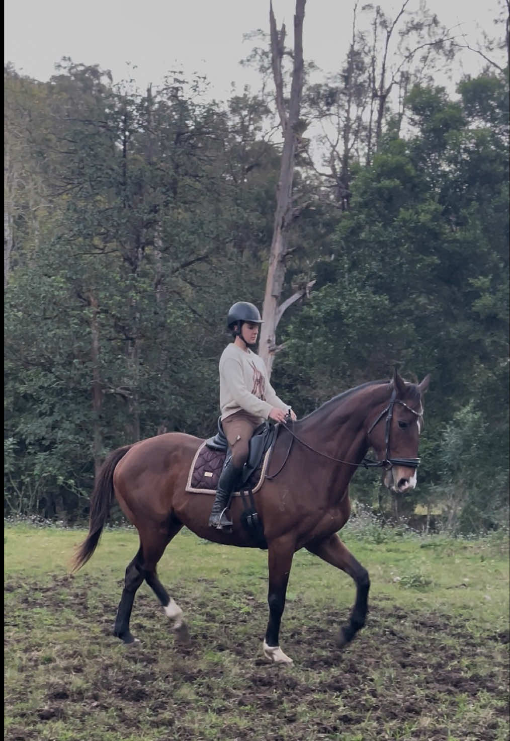 @Double F Performance Horses