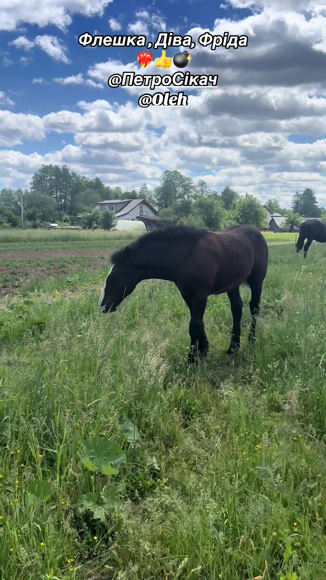 @_horses_farm_syrosh_