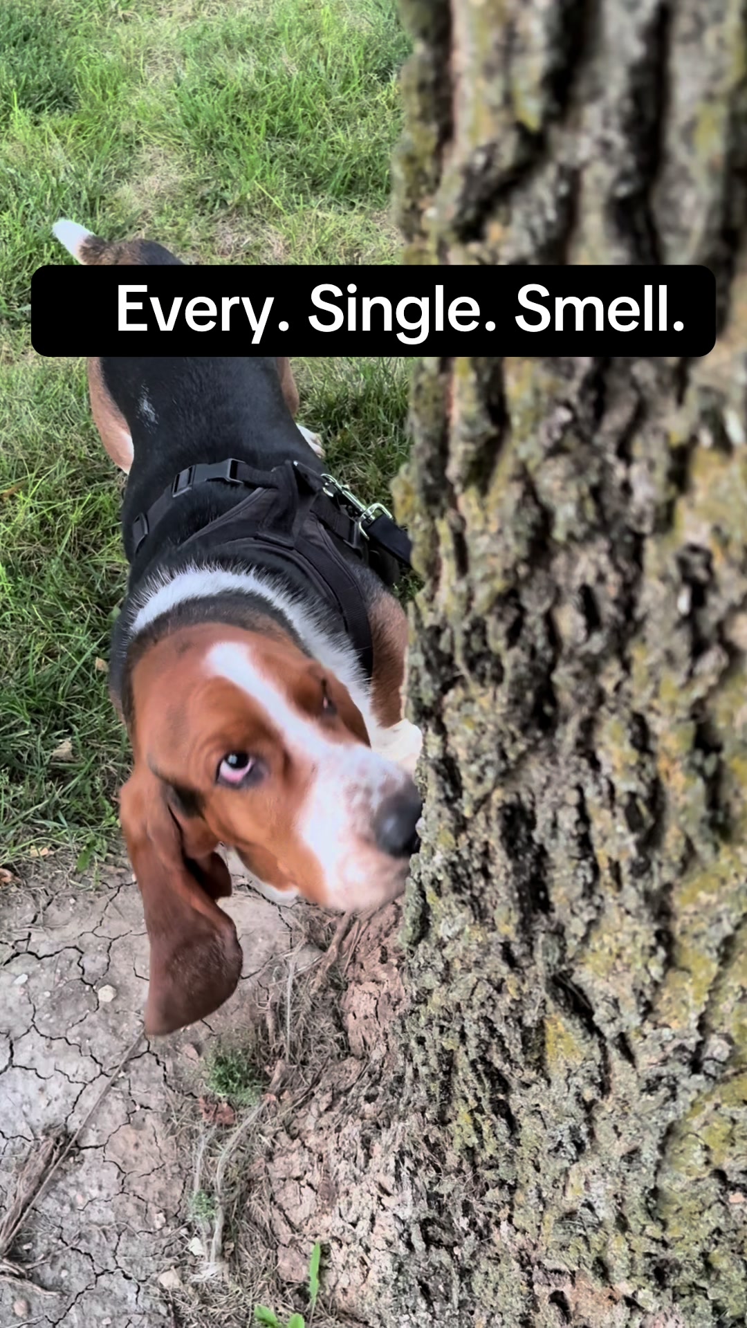 @Chuck Bass The Basset Hound