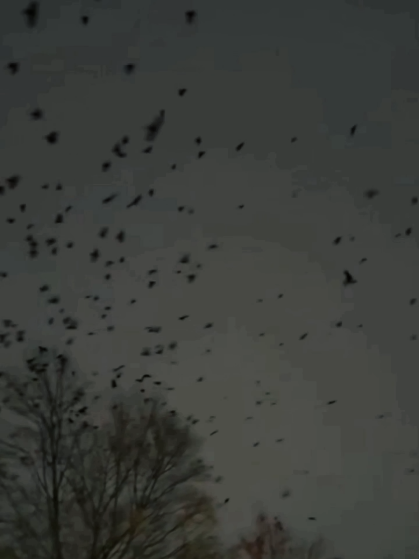 @Dark Raven ASMR