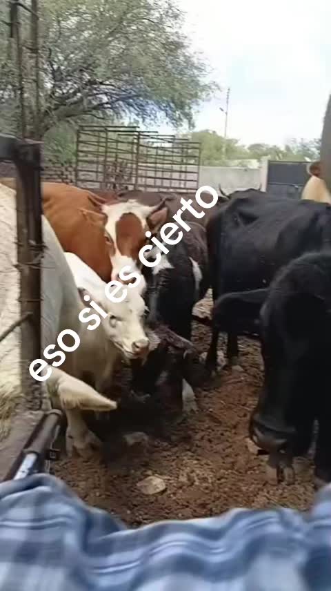 @Salbador orozko