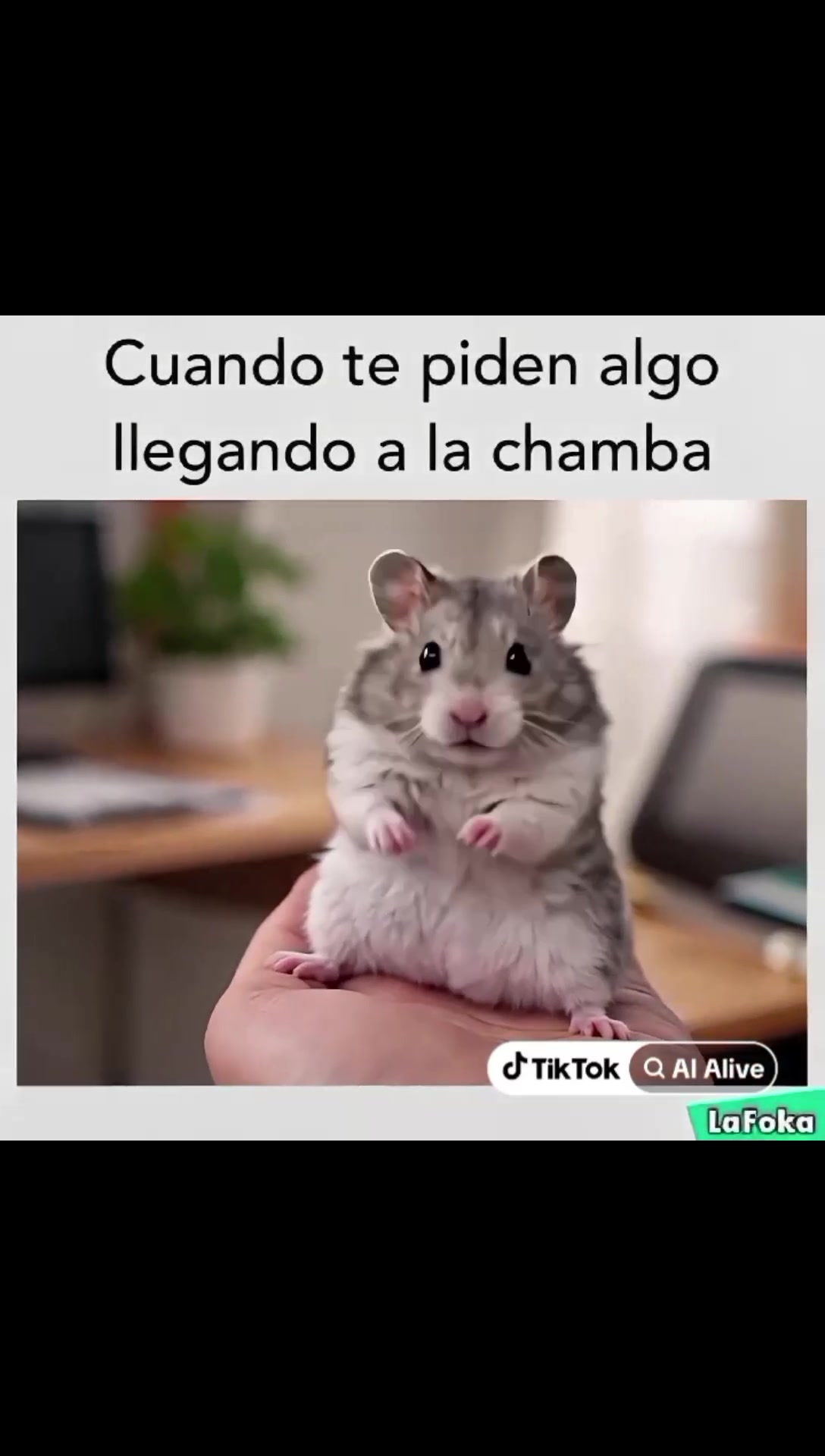 @😎🤠SAFAOZ 🇲🇽TAZMANIACOOAX🔥