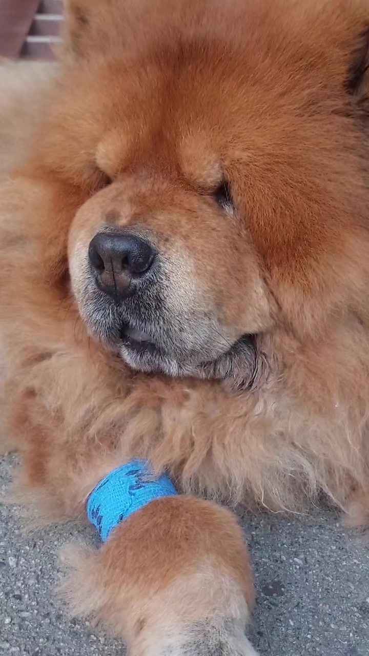 @Чау чау Тимоша❤️