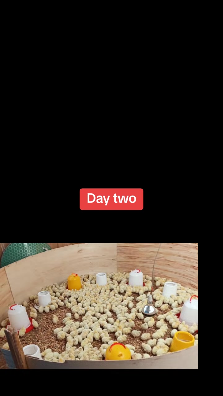 @Pigbreeder