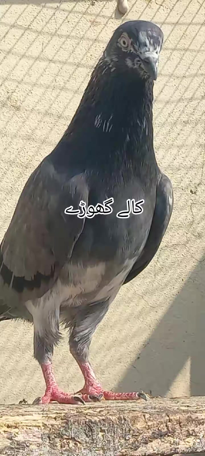 @Ranakasuripigeon