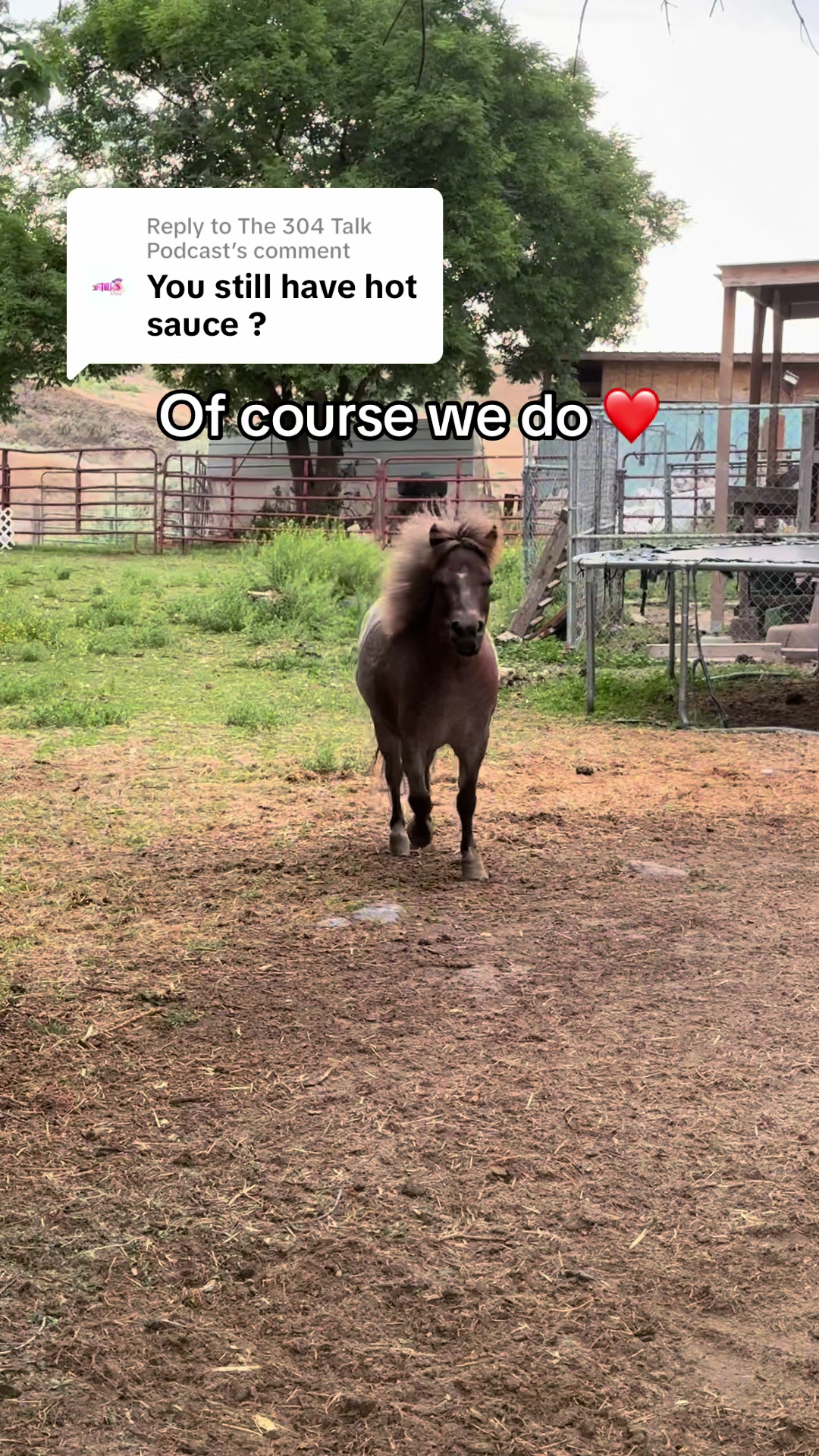 @Hot Sauce the Mini horse 🐎