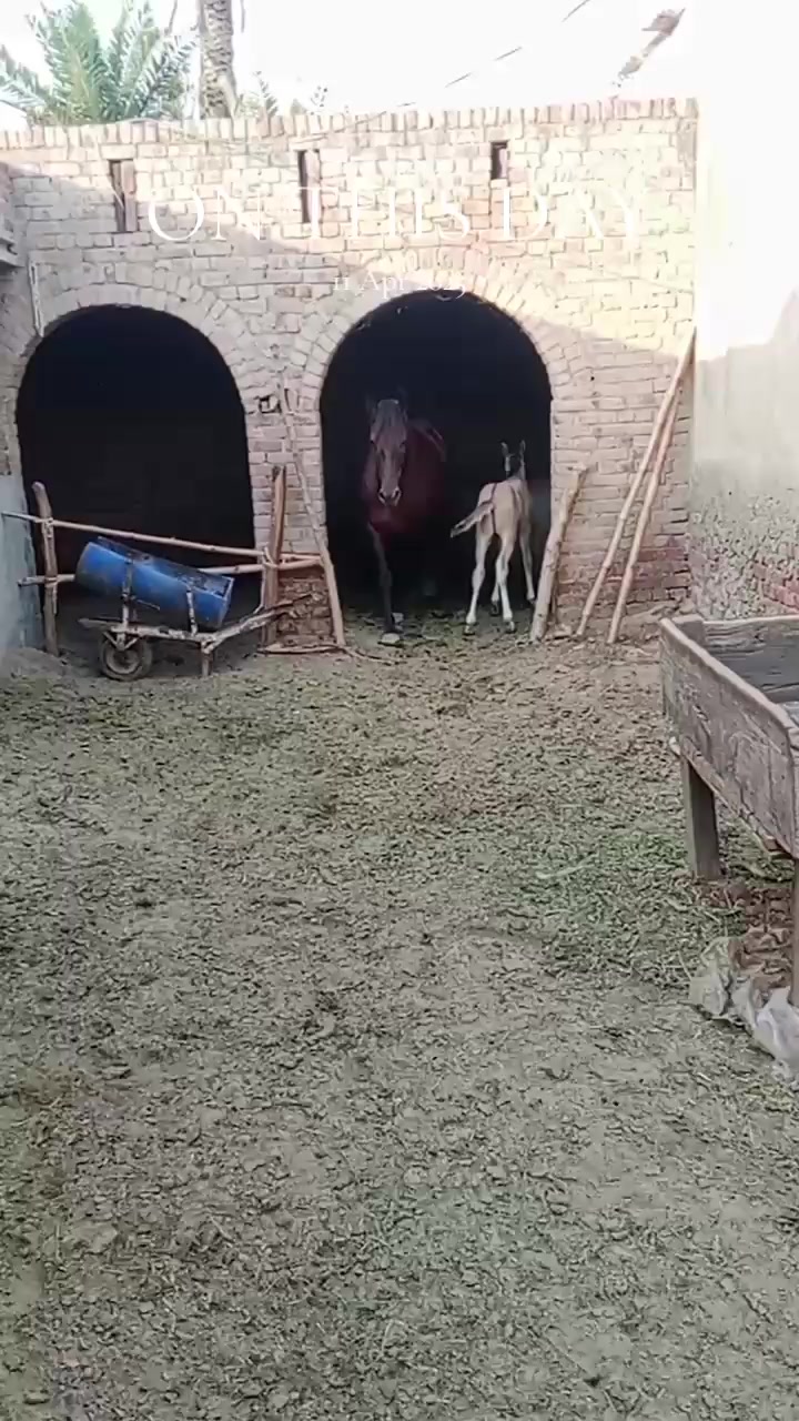 @احمد گل نمبر دار