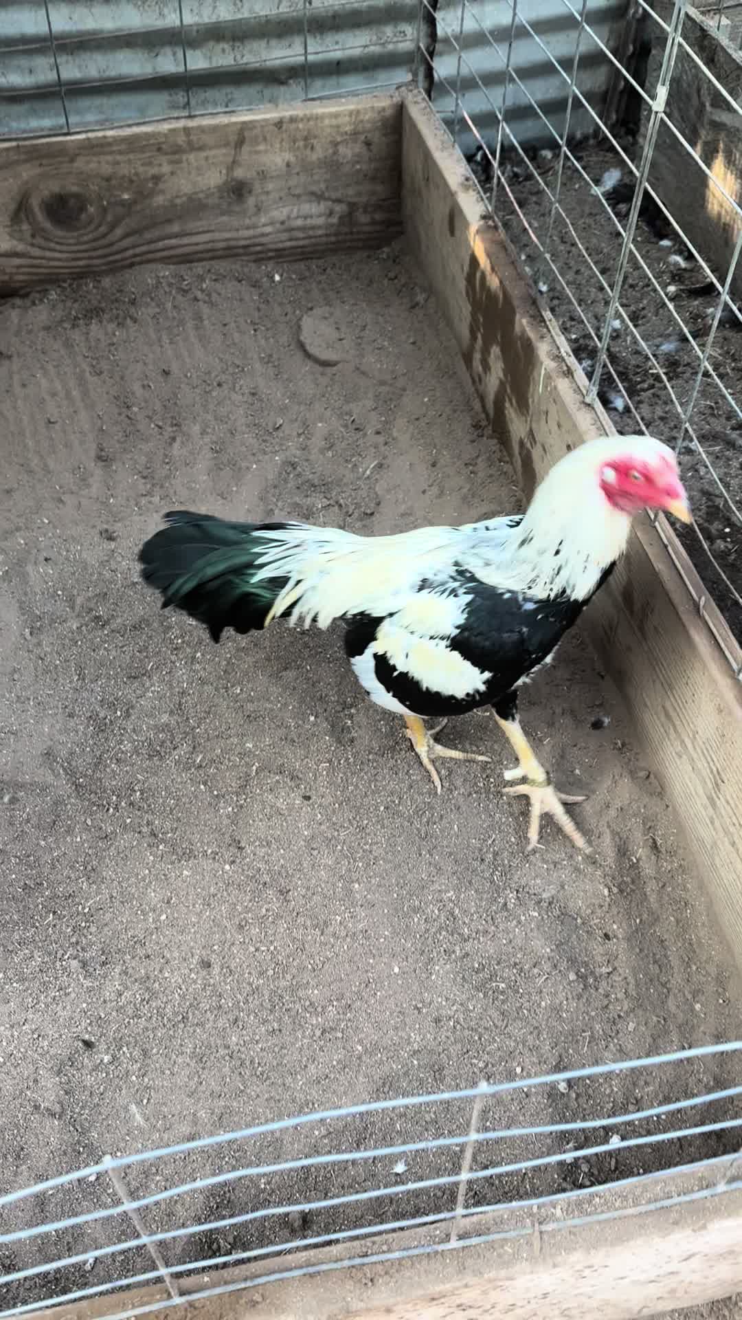 @los cal&eacute;ntanos game farm