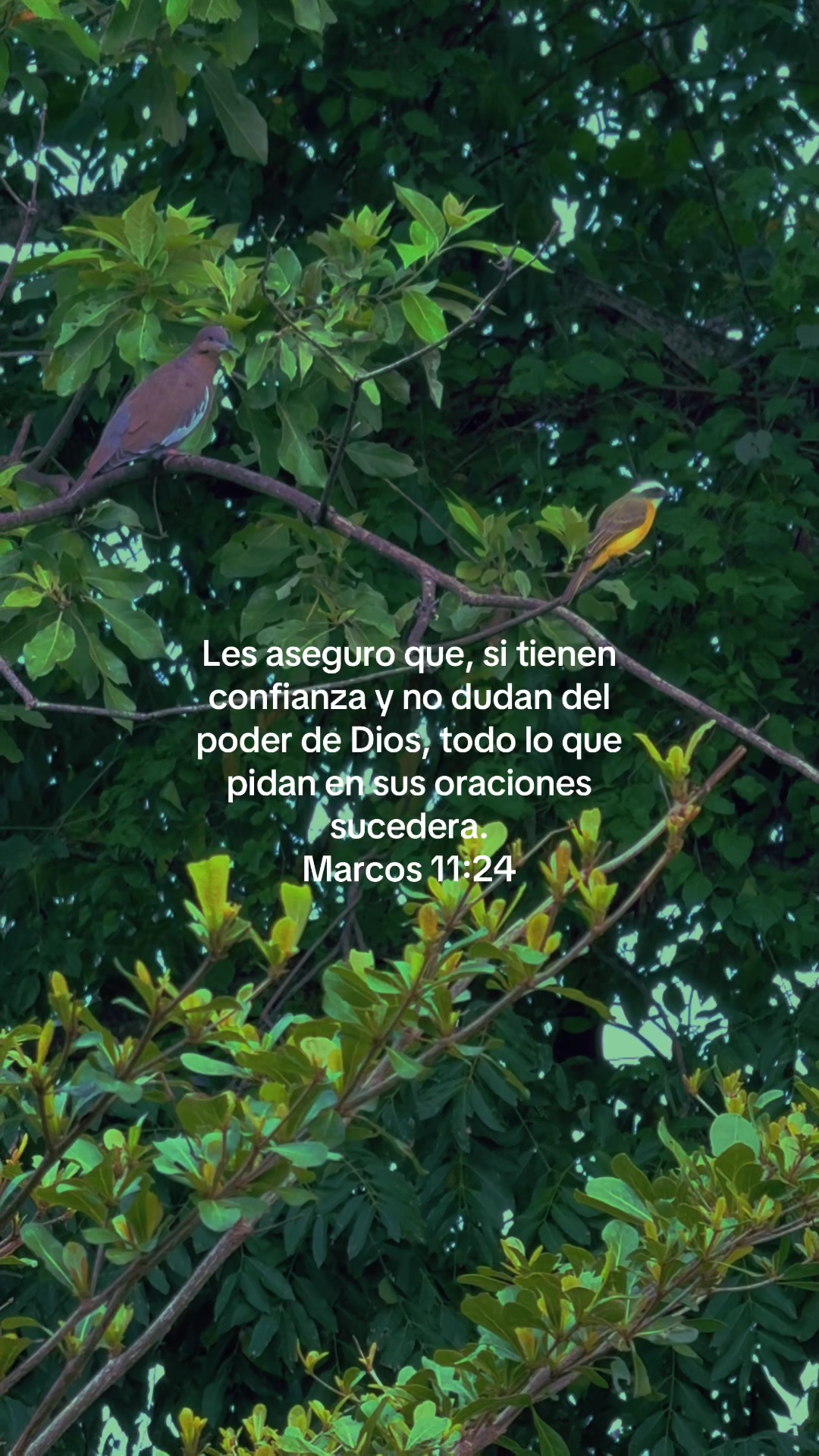 @elbadebarboza