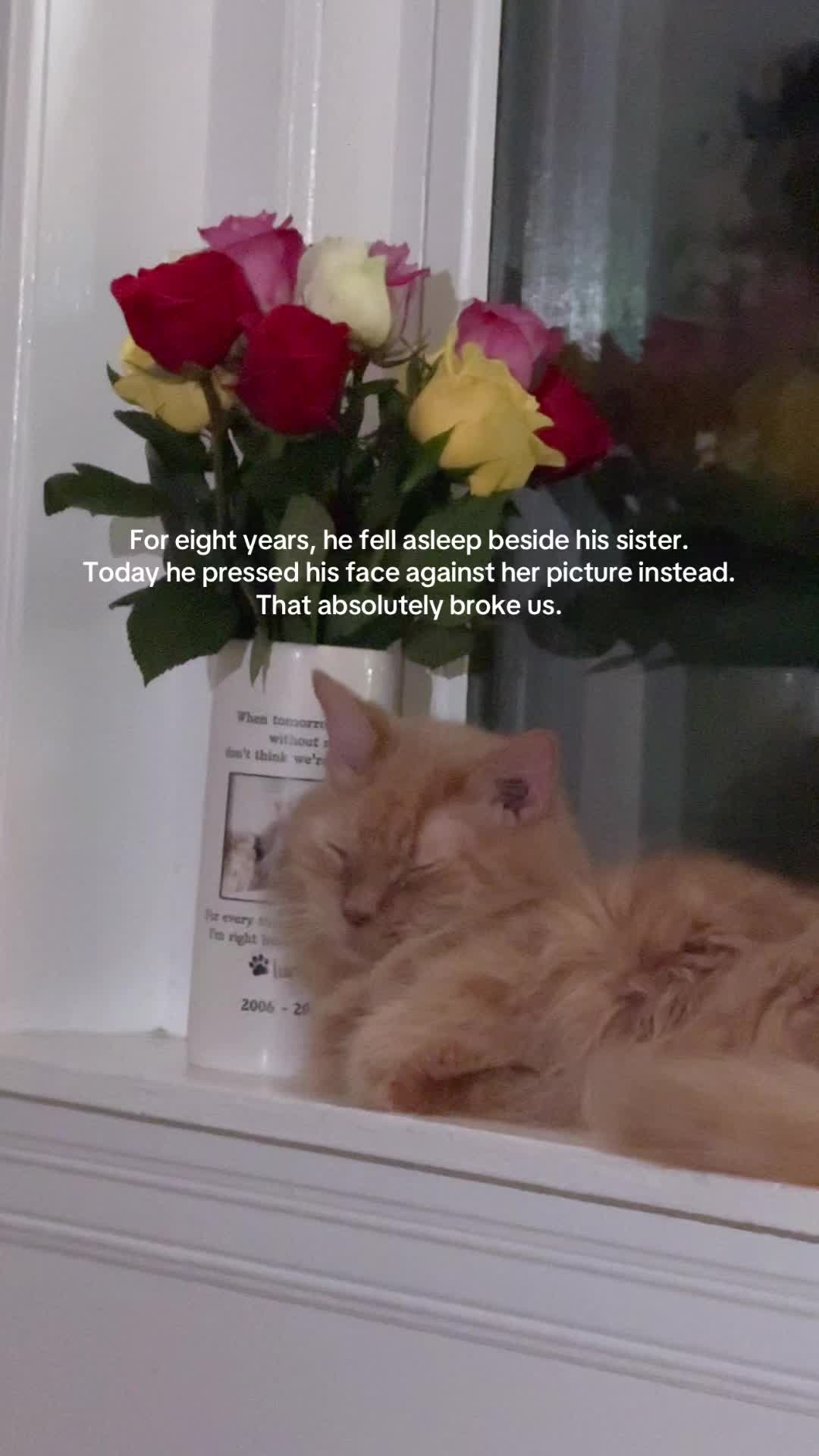 @Auntie Julie - The Cat Sitter