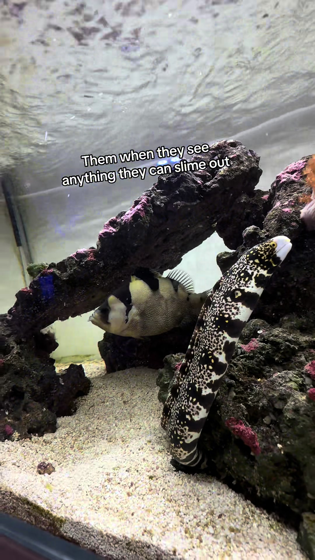 @ReefSync