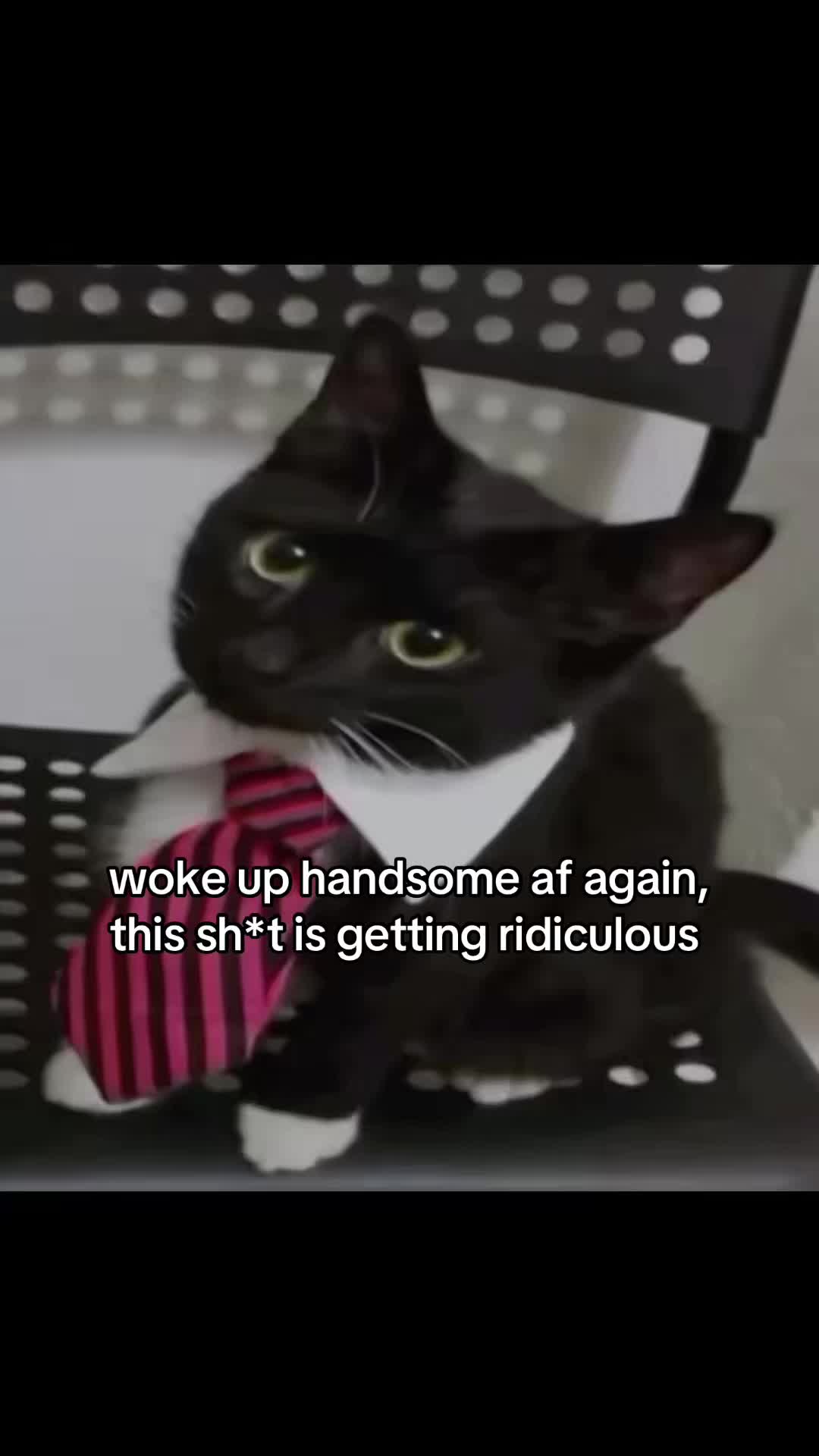 @meowconcept