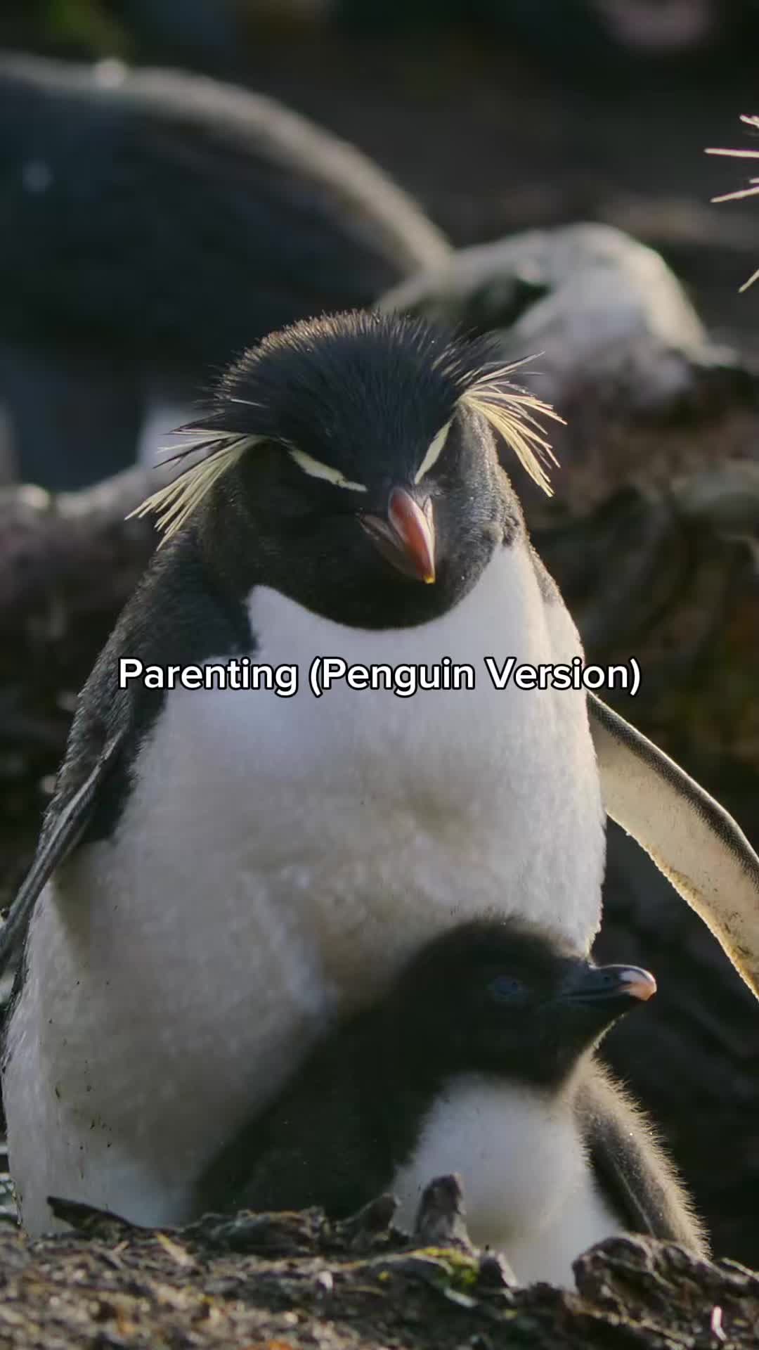 @NBC