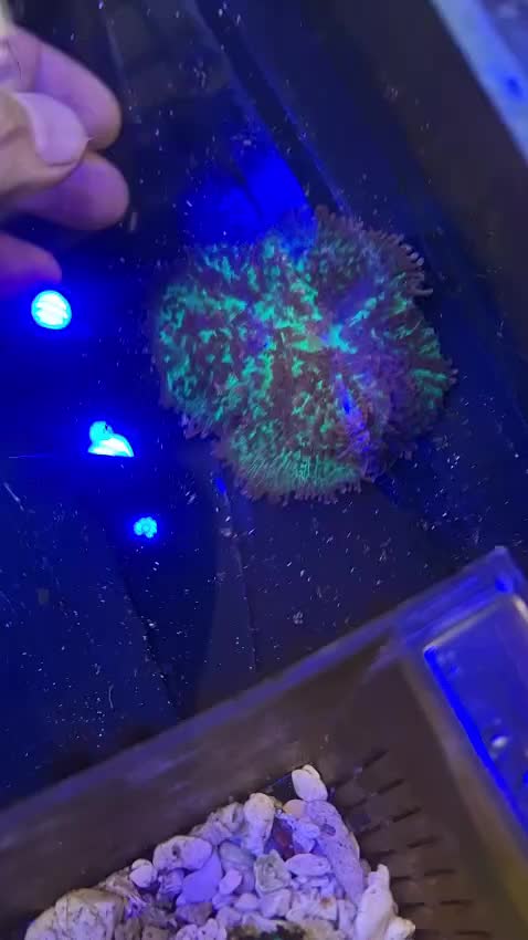 @Aquariumplus 🐠🐬🦀🐙🐟🦑