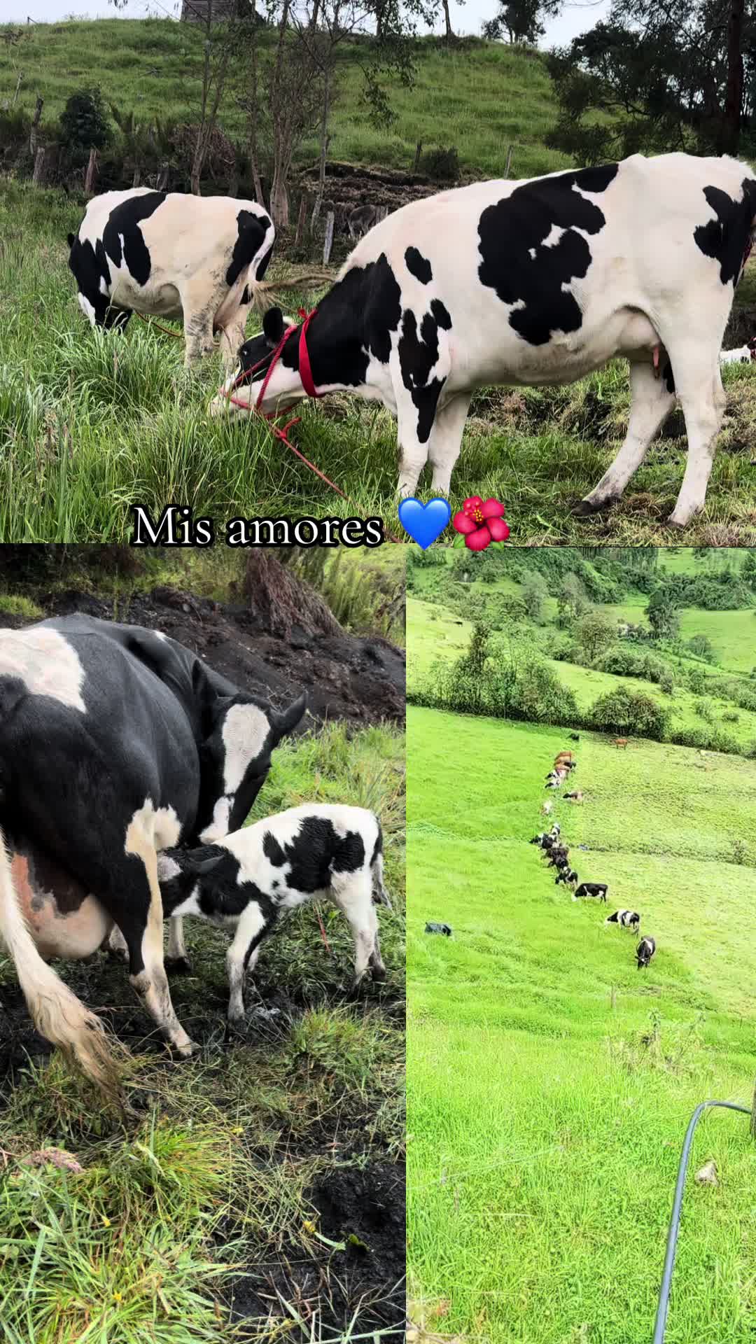@🥭/Luis🫡Guam&aacute;n🫶\🍀