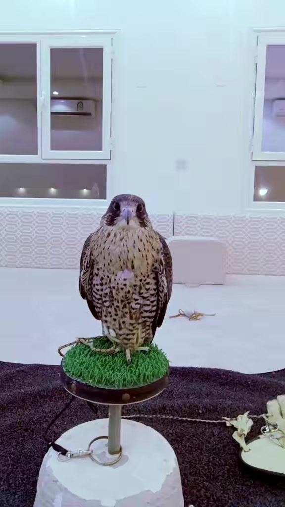 @কেমন আছো কলিজা