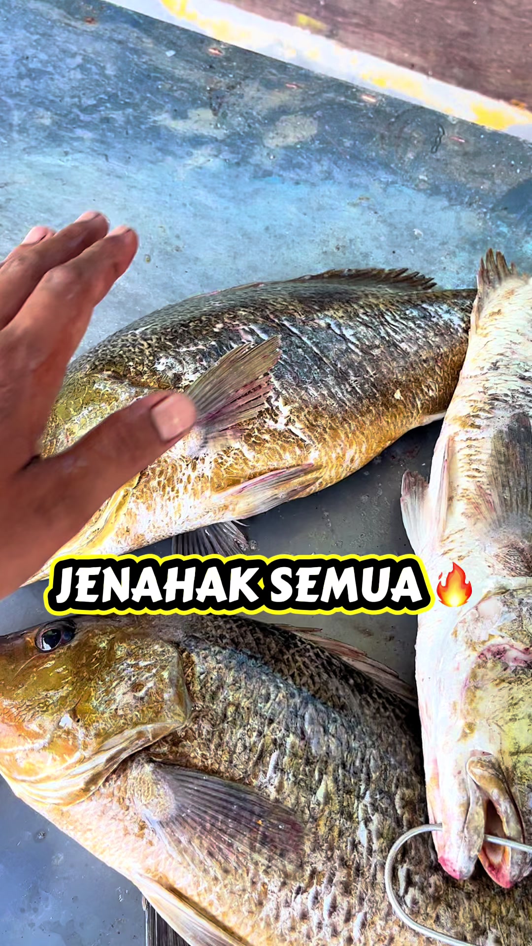 @M Z Reel 🎣