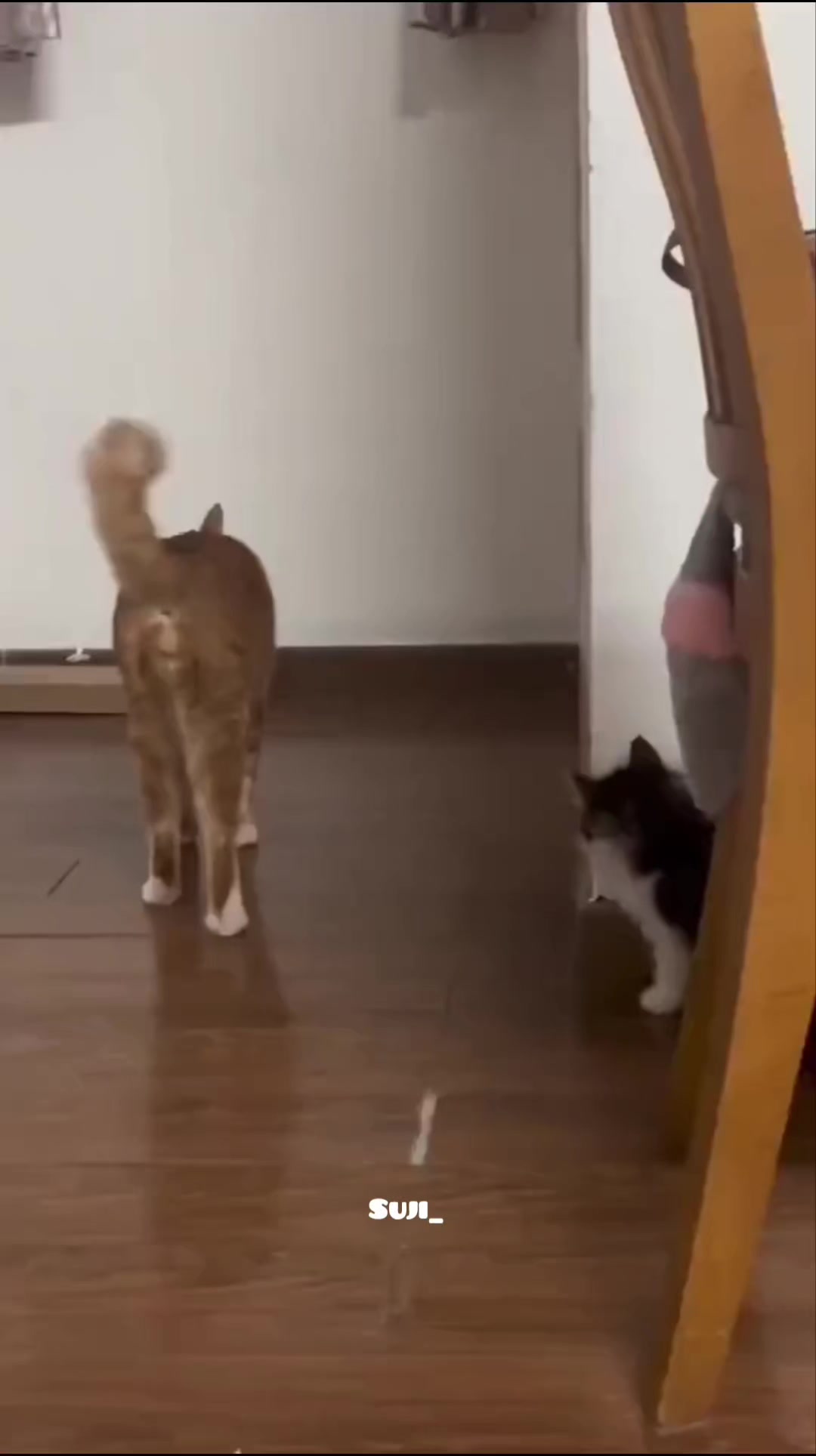 @ꜱᴜᴊɪ ᴄᴏᴍᴇᴅʏ ᴇᴅɪᴛ