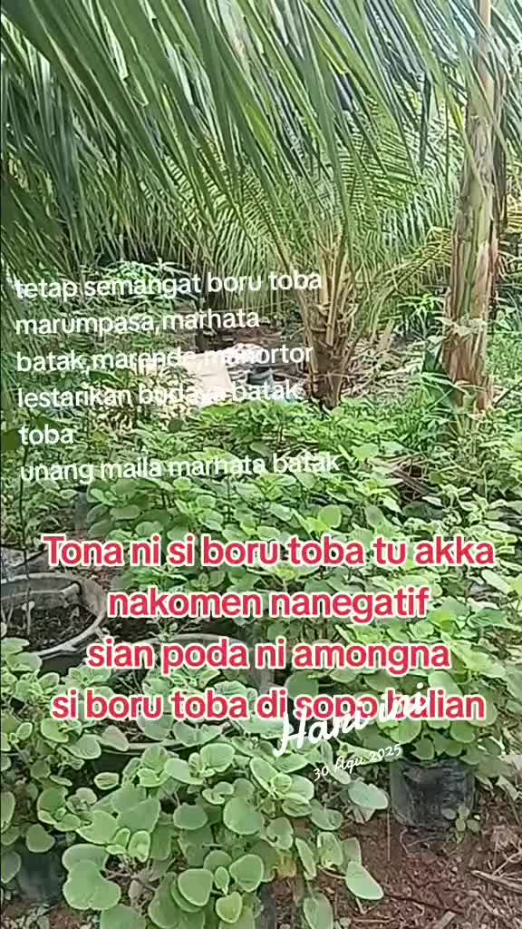 @SOPO BALIAN SI BORU TOBA