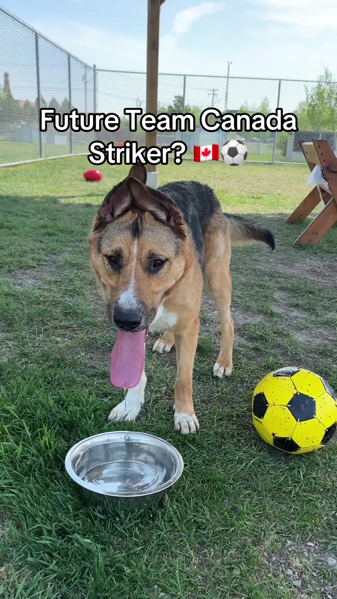 @Calgary Humane Society