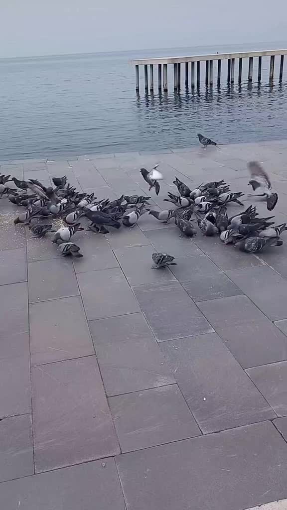 @Şenşakrak